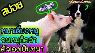 หมูที่คิดว่าตัวเองเป็นหมา l สปอยหนัง l - เบ๊บ หมูน้อยหัวใจเทวดา 1