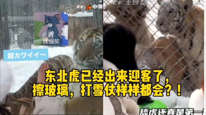เสือโคร่งไซบีเรียออกมาต้อนรับแขกแล้ว ทั้งเช็ดกระจก ทั้งเล่นปาหิมะ ทำได้หมดเลยเหรอ?!