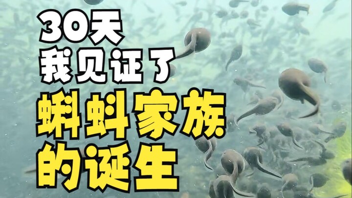 In 30 days, I finally witnessed the birth of the tadpole family.