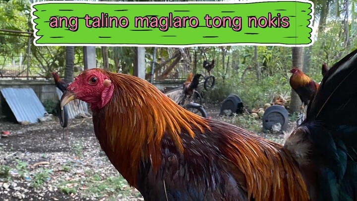 napaka gulang na kalaban ng nokis ko😁😁😁😁
