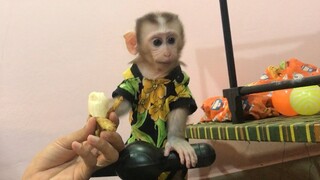 So picky monkey mino while busy playing