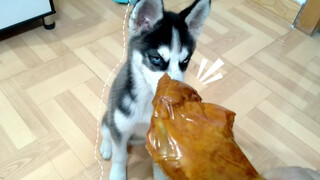 To punish the dog for biting the door, the keeper lures it with drumstick