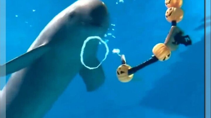 Why are Yangtze finless porpoises so rare?