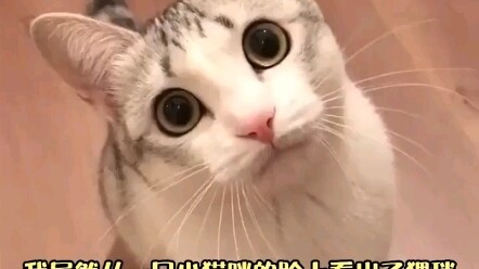 Thế mà lại nhìn ra sự sàm sỡ từ khuôn mặt của một chú mèo con!