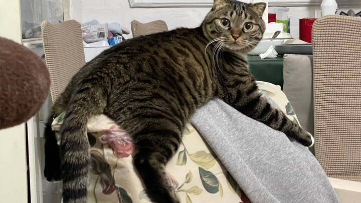 Hóa ra “Chu Quyên Bảo” là một món ăn à!!