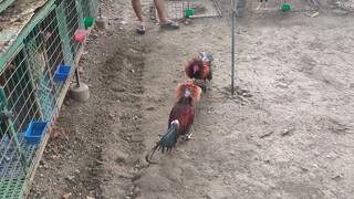 Dalusape laban sa mayahim