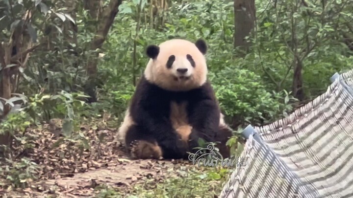 On June 21, Grandpa brought Guoguo to find Huahua and temporarily took Huahua back. Huahua sat by th