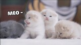 Hành trình mở mắt của những chiếc mèo sữa | Pets TV