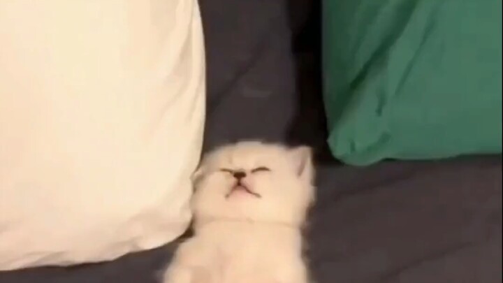 โลกมีความหลากหลาย น้องแมวน่ารักน่าเอ็นดู