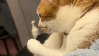 🐱: Sepertinya kamu terlalu banyak makan kacang merah.