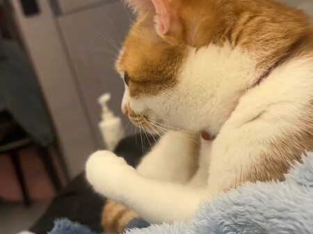 🐱: I think you've eaten too many red beans.