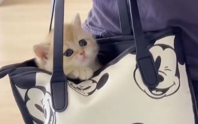 “ถุงที่ไม่ได้ใช้มานานจะมีแมวขึ้นนะ~”