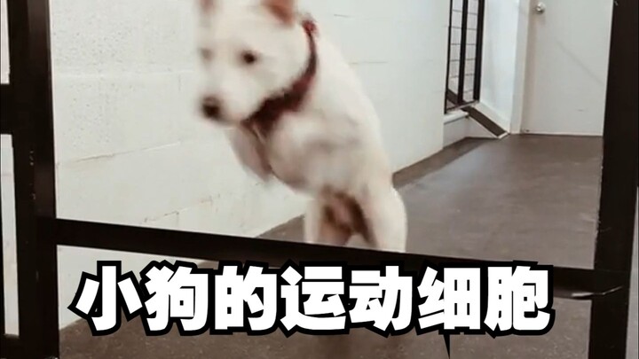 Hari ini kita coba uji kemampuan olahraga anjing di kelas penitipan siang!