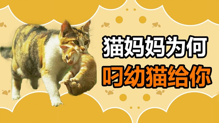 Pet Trivia: What Does It Mean When a Mom Cat Carries Her Kitten to You? Even Stray Cats Might “Hand 