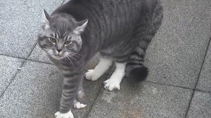 Went off on his own—and this is how he looked when we found him.