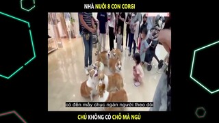 Nhà nuôi 8 con Corgi, sen không có chỗ mà ngủ | LT Review