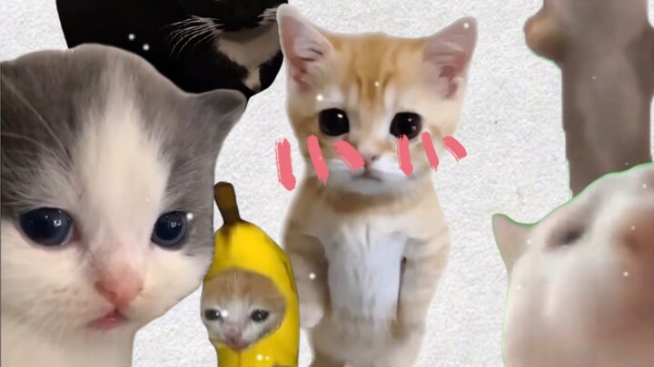 We’ve Got a New Friend at Kindergarten Today!