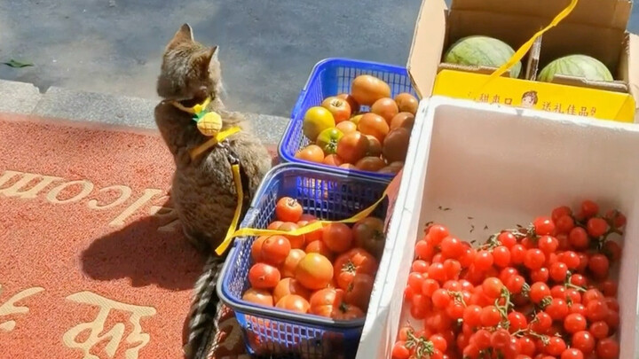 Cat: Hey, come on in and grab some fruit!