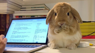 Late at night the rabbit keeps awake by washing face