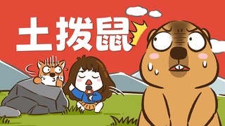 [Hua Xiaolao] Groundhog: Si kecil gemuk di padang rumput itu lucu, tetapi juga berbahaya!