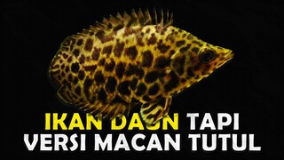 INILAH ALASAN KENAPA IKAN DAUN LEOPARD MUDAH DI PELIHARA