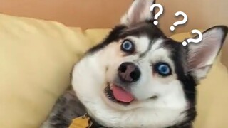 The Confusing Animal Behavior Awards 124