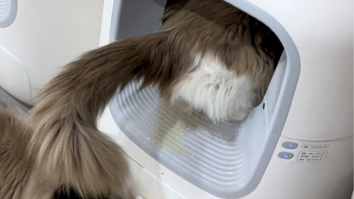 The machine is leaking, and Master Cat is rushing to fix it.