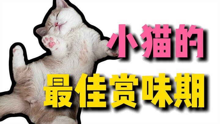 A Gourmet Treat Exclusively for Cat Owners
