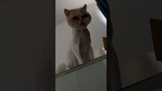 🙀 #ทาสแมว #คลิปแมวตลก #cutecat #คลิปสัตว์เลี้ยงน่ารัก #คลิปแมวน่ารัก #คลิปแมว #คลิปตลก #ขำๆ