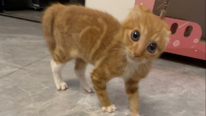 The ultimate level of diving. A sly dog.