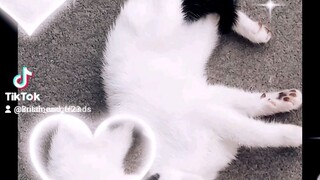 my lovely cat ulah