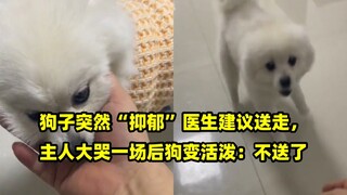 Anjing tiba-tiba "depresi", dokter menyarankan untuk mengirimnya pergi, setelah sang pemilik menangi