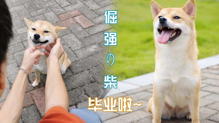 Berhasil mengubah anjing Shiba Inu yang penakut, menganalisis penyebab sebenarnya dari kebiasaan mem