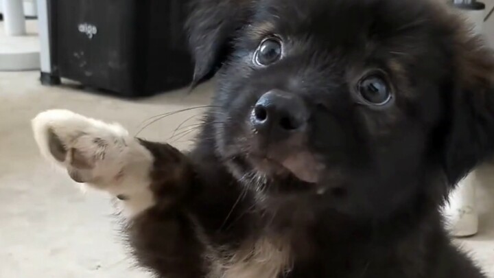 يا إنسان، كفّ الكلب الصغير نظيفة وبيضاء، هل يمكنه أن يصافحك؟