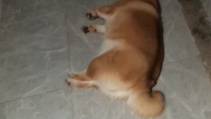 Disturbing the dog's sleep