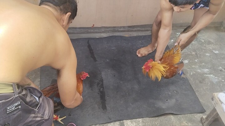 tanggal init ng katawan