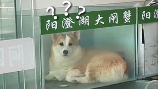 《动物迷惑行为大赏154》