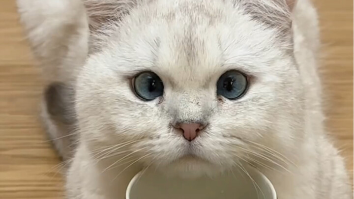 Kucing sehebat ini cuma dihargai 18 ribu, bos pasti udah rugi sampai nggak bisa bayar biaya teh pahi