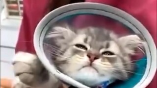 Đầu của một con mèo khóc vì sợ tiêm