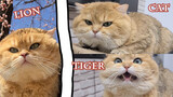 [Animals]Funny training of an orange cat