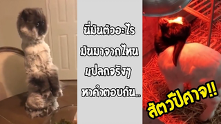 รวมคลิปตลกๆ : นี่มันสัตว์ประหลาดจากดาวอังคารหรือเปล่านิ!!?