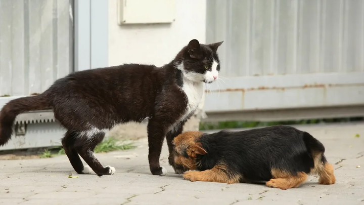 Cats Meeting Puppies เป็นครั้งแรก รวบรวมวิดีโอ HD