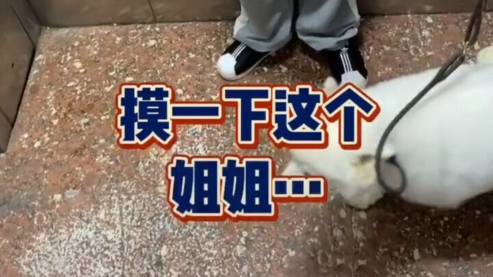 Adegan ikonik di lift: Anjing Golden Retriever duduk — Boleh gue sentuh kakak ini nggak? Plus anjing