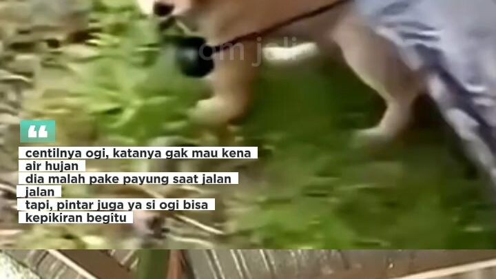 doggy centil