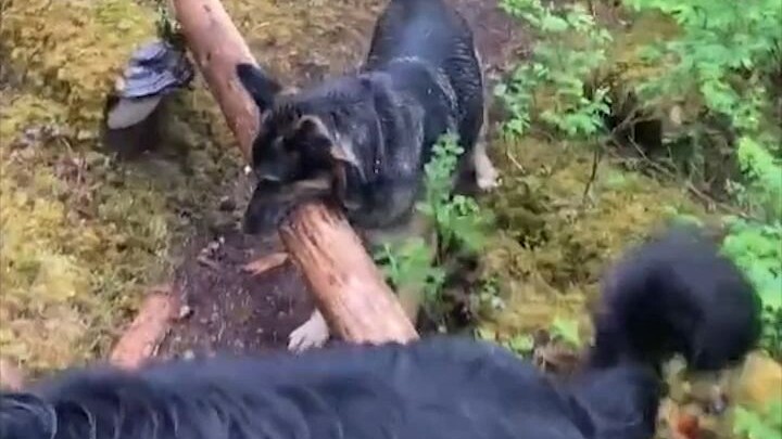 Ngeringkas beragam “tongkat” yang dikumpulkan para anjing—anak-anak anjing di seluruh internet bakal