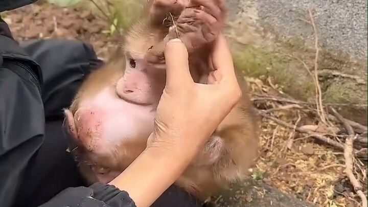 Spotted a ball-shaped baby monkey—grab it!