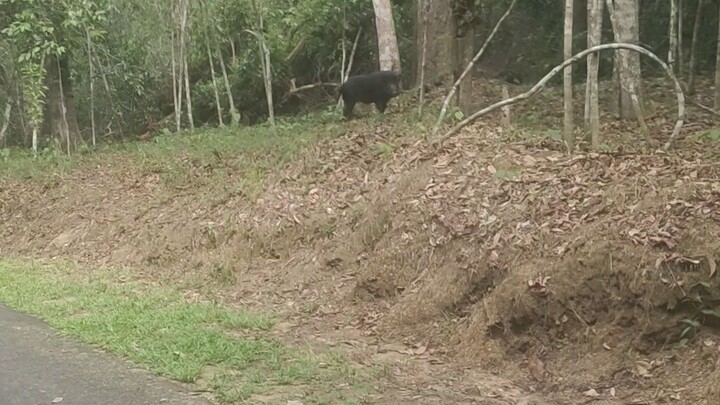 หมูป่าหลงฝูง