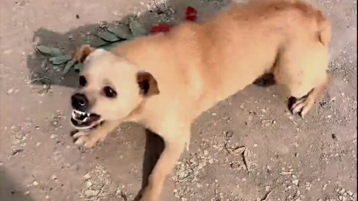 Vì trí nhớ không tốt, nên cứ có thù là trả ngay tại chỗ!