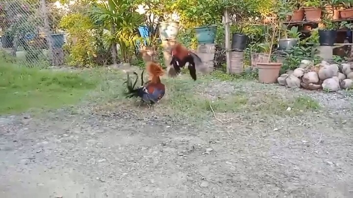 Bunalnok backyard breeder