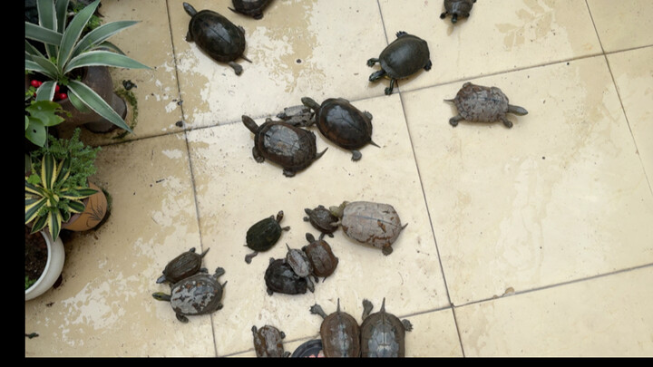 It’s raining—time for the stray turtles to come out!